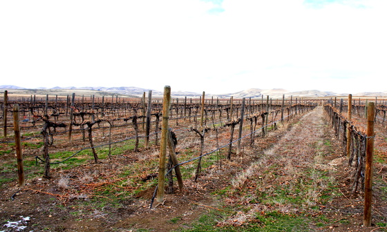 Rattlesnake Hills vineyard.JPG